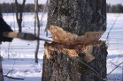Заготовка леса для строительства - m-der.ru  Музей Дерева